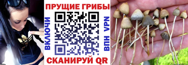Псилоцибиновые грибы мухоморы  купить наркоту  Десногорск 